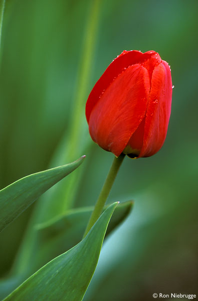 red tulip image